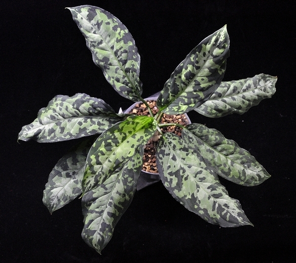 Aglaonema pictum 