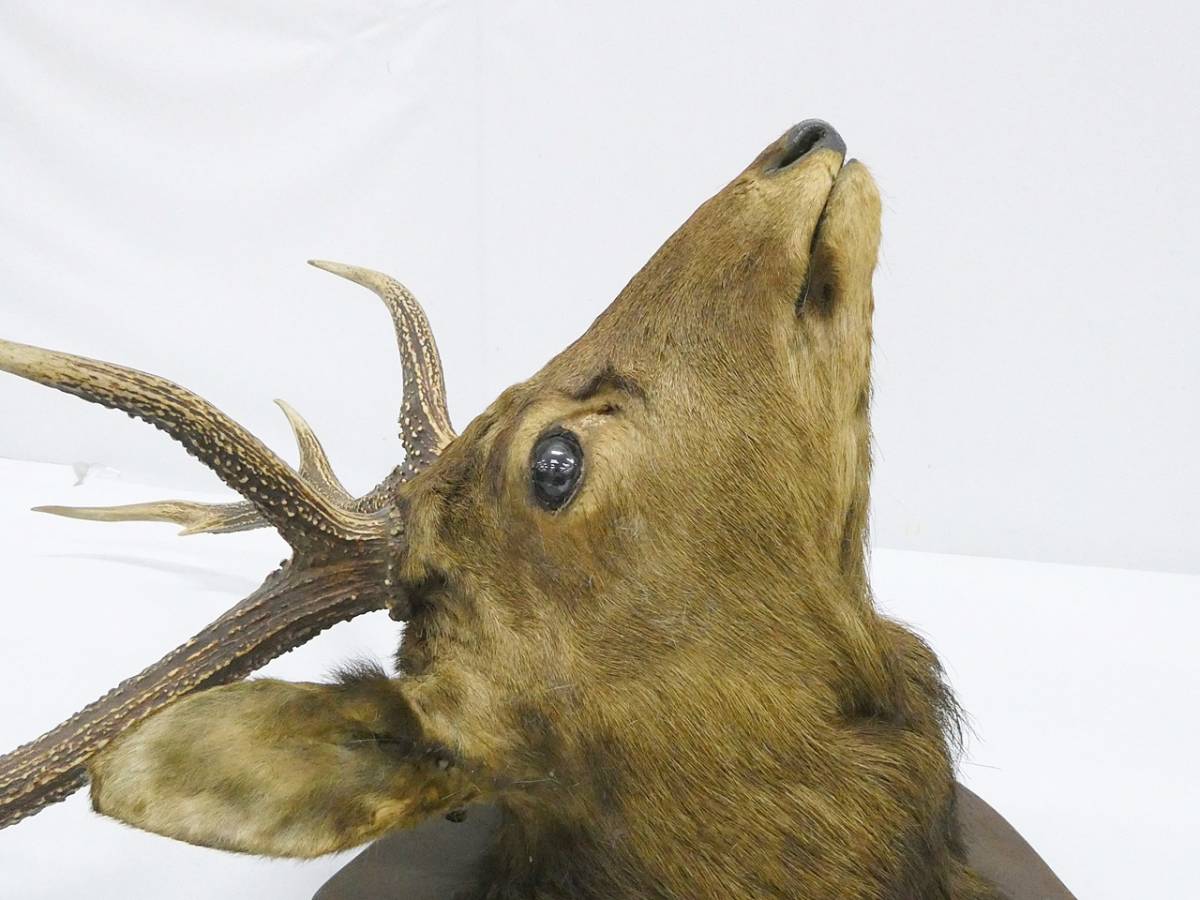 16200円 ギフト 鹿の剥製 北海剥製標本本社