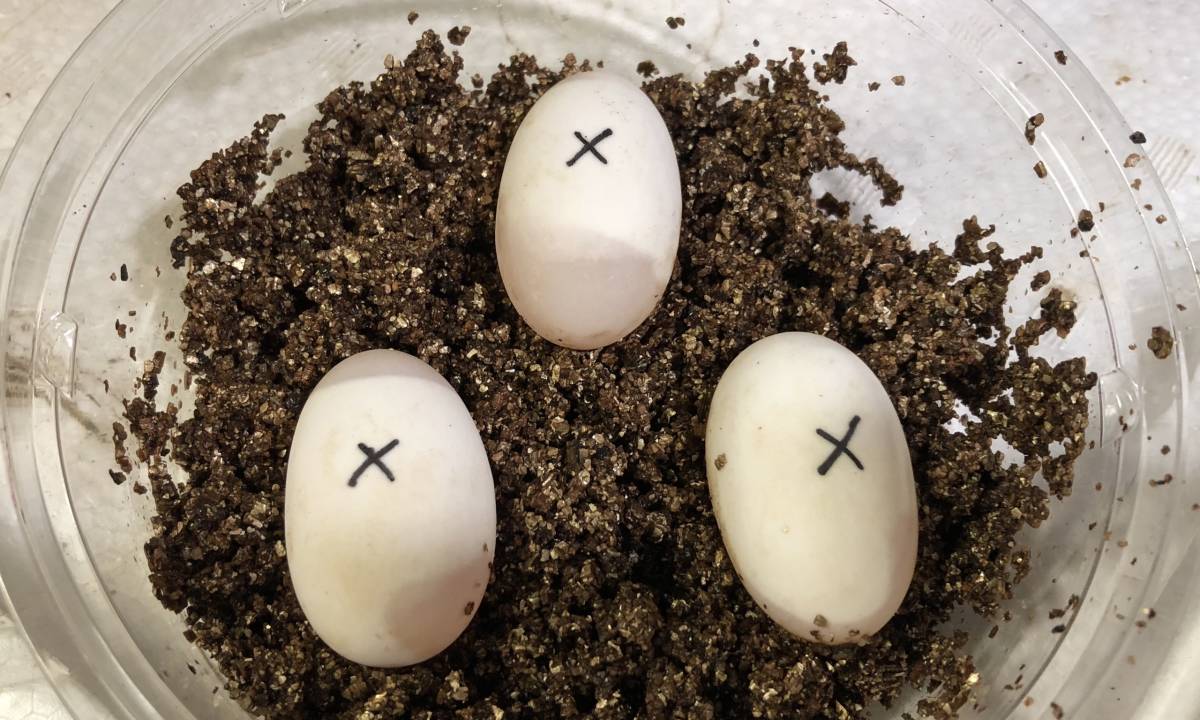 クサガメ セレクトブリード発生卵3個セット 魚類 水生生物 売買されたオークション情報 Yahooの商品情報をアーカイブ公開 オークファン Aucfan Com