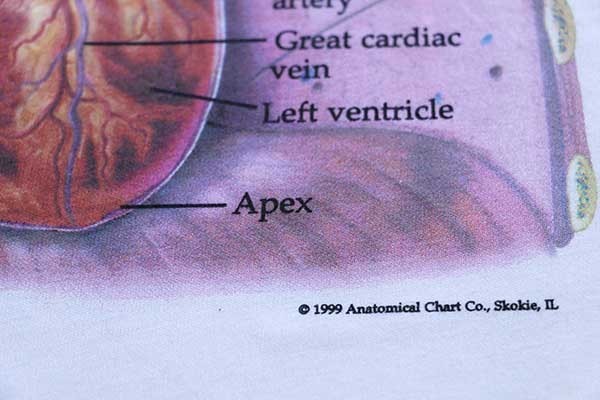 デッドストック★90s Hanes Anatomical Chart Co. THE HEART 人体 臓器 心臓 コットンTシャツ 白 S★オールド ビンテージ 内蔵 解剖図_画像3
