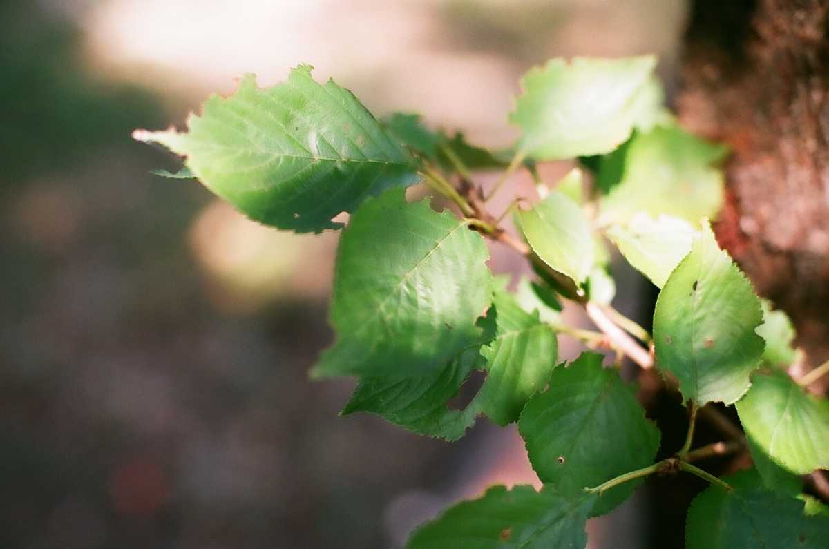 Canon F-1＋FD50mm f1.8＋FD135mm f3.5 単焦点レンズ2本セット 各部動作,露出計OK プリズム腐食無し レンズ光学良好 純正革ケース 作例あり_画像9