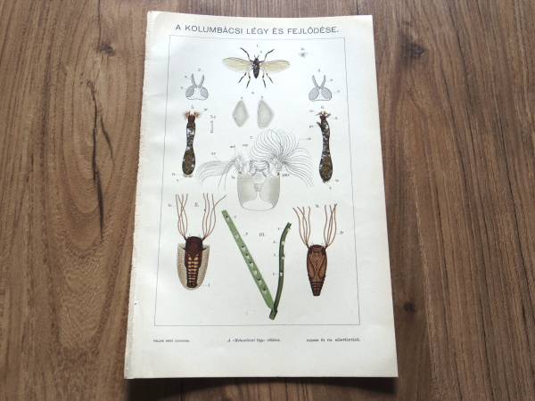 昆虫/蝿/リトグラフ■図版■ハンガリー■アンティーク/1890年_画像1