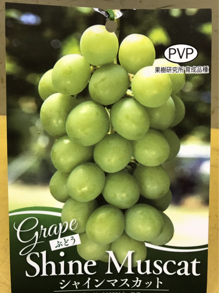 Shine Muscat Luxury Grape Pvp иглы