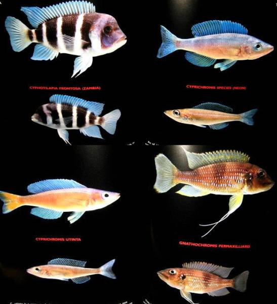  free shipping Cichlids The Pictorial Guide Vol. 1 by Pablo Tepootsik lid photo guide illustrated reference book Africa malaui tongue gani squid photoalbum 