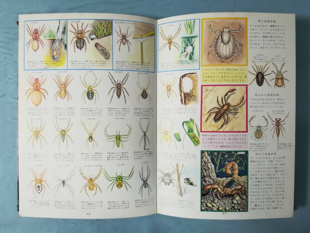 学習 昆虫図鑑 保育社 昭和47年_画像6