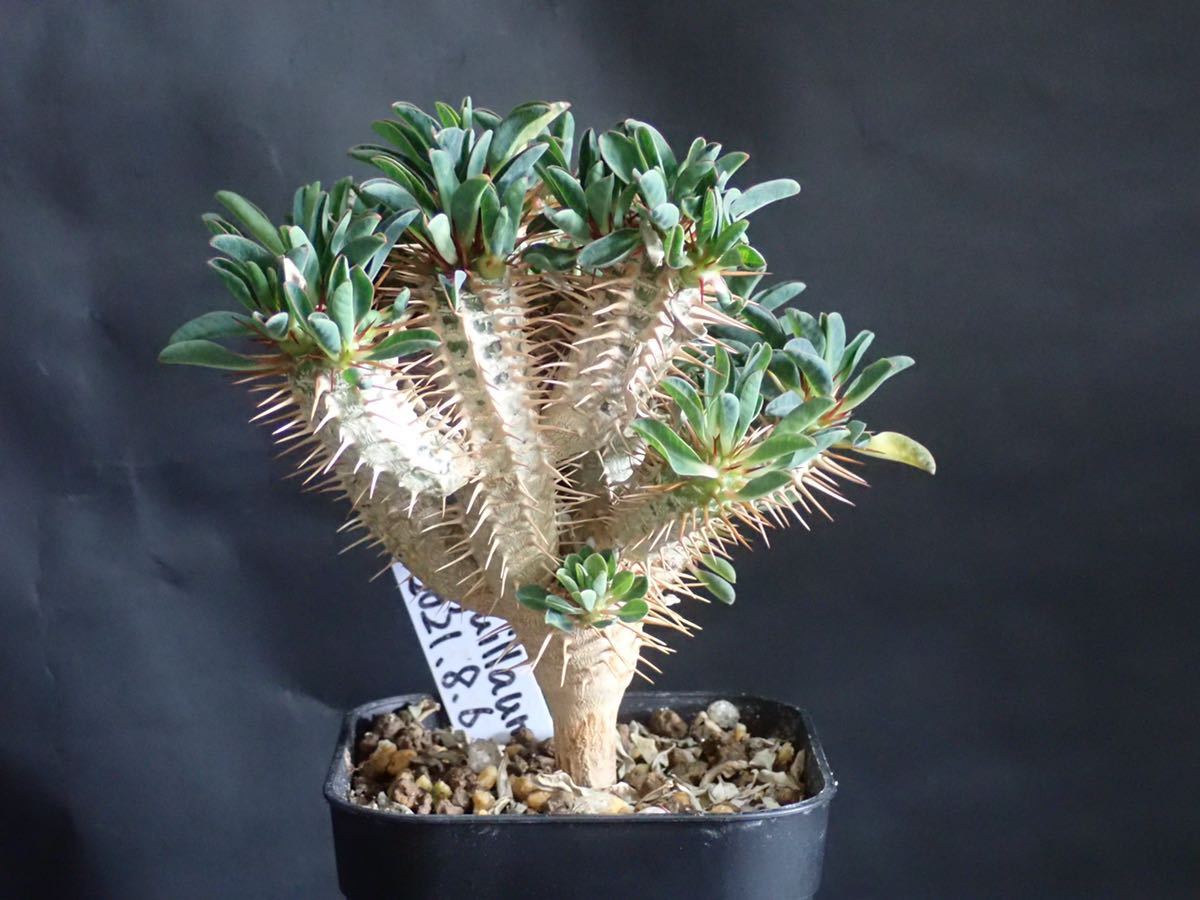 ユーフォルビア ギラウミニアナ Euphorbia guillauminiana 2021/8/6播種