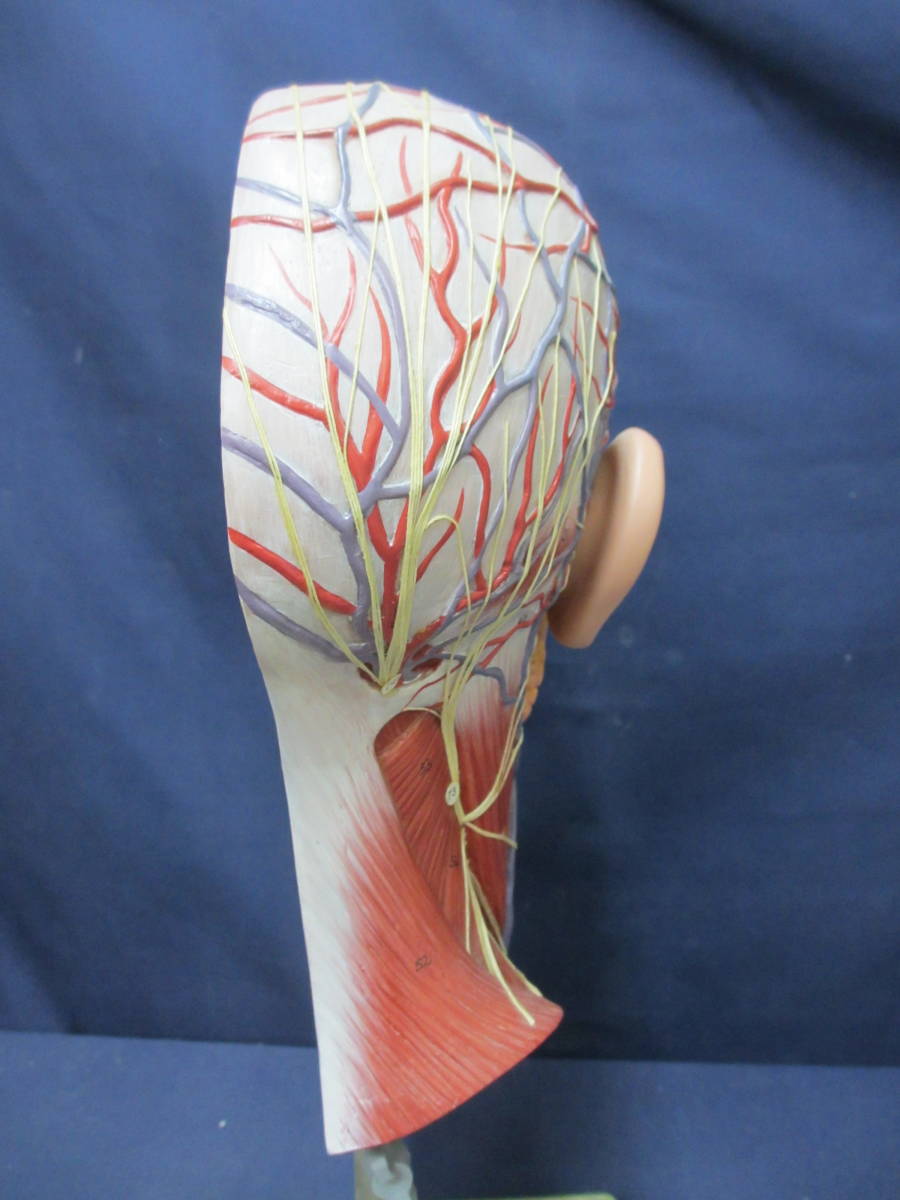 F005】人体模型 頭部 頭部断面モデル ハーフモデル 解剖学 医学教材 脳