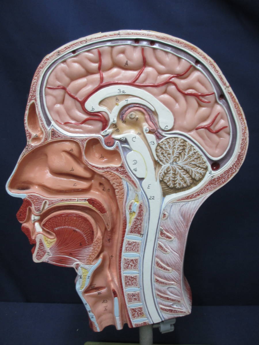 F005】人体模型 頭部 頭部断面モデル ハーフモデル 解剖学 医学教材 脳