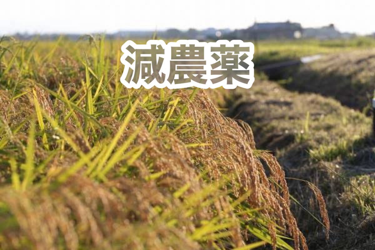 ●　新米○送料無料●令和3年産●キヌヒカリ　　近江米10㎏●滋賀県●減農薬○●_画像2