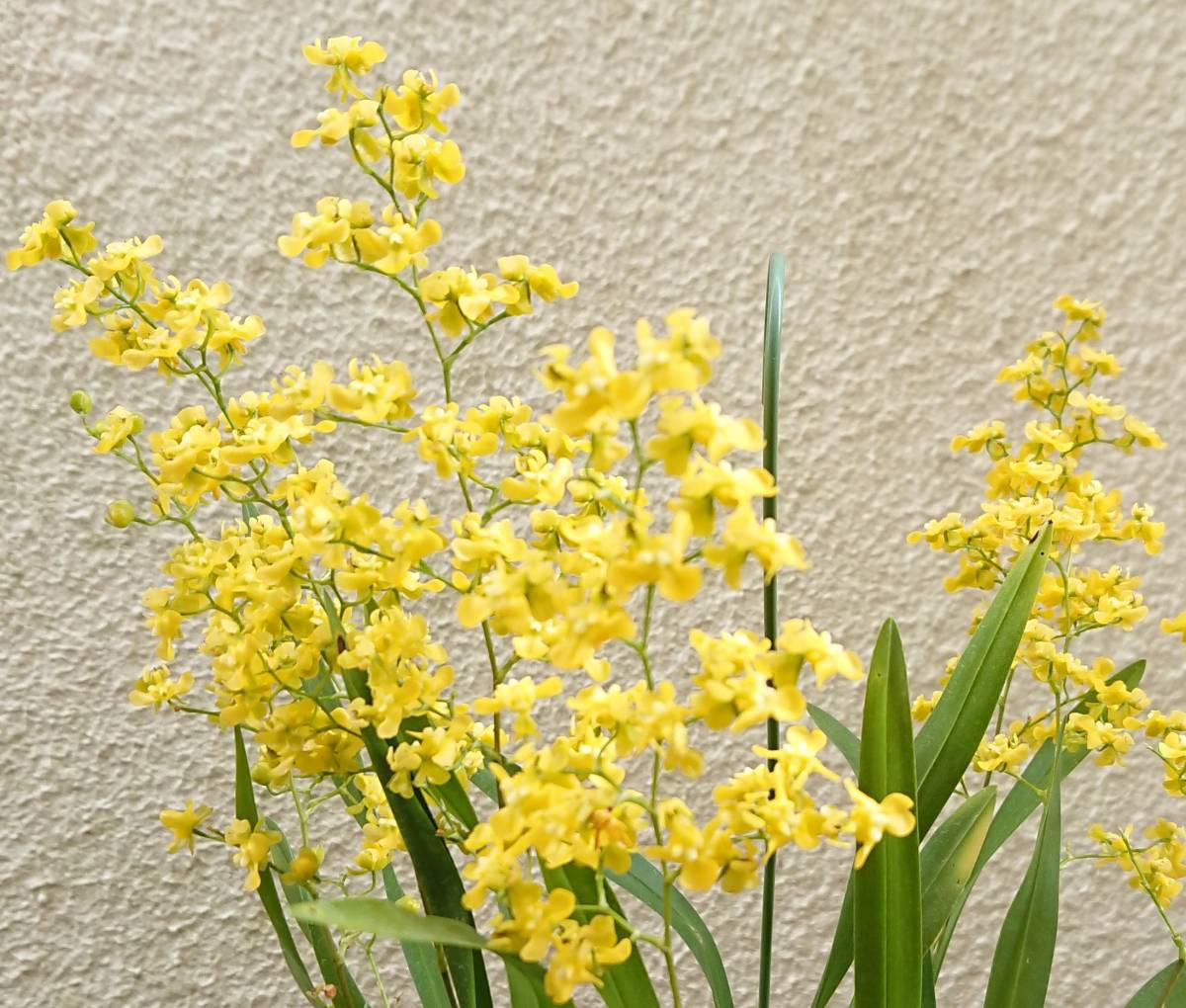 洋蘭 オンシジューム原種 Onc Cheirophorum 現在花はありません 最大65 オフ Onc Cheirophorum 洋蘭 オンシジューム原種 Onc Cheirophorum 現在花はありません 最大65 オフ Onc Cheirophorum