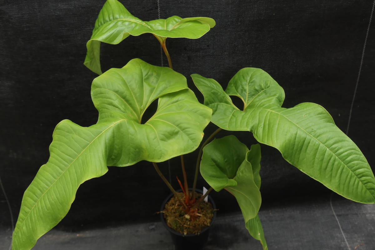 ◎_◎;)☆Anthurium ivanportillae☆ アンスリウム・イヴァン ◎_◎;)☆Anthurium ivanportillae☆ アンスリウム・イヴァン