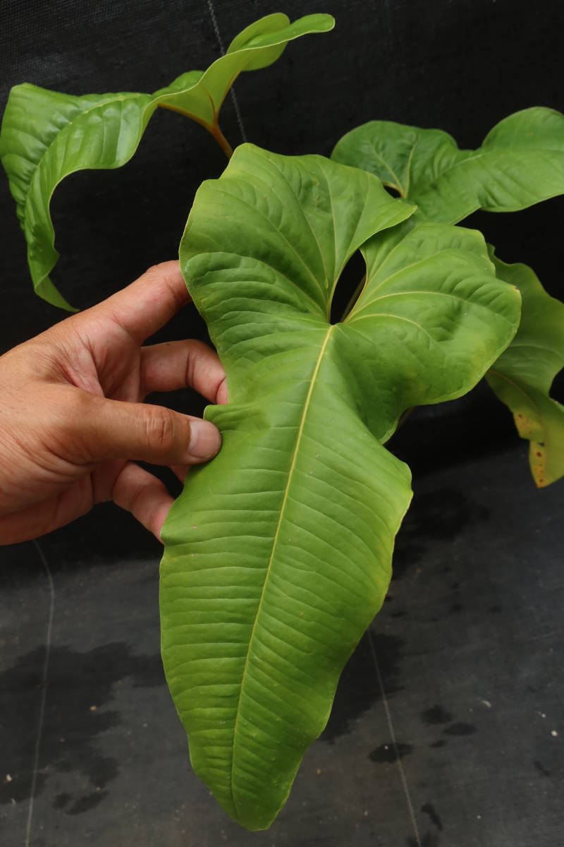 ◎_◎;)☆Anthurium ivanportillae☆ アンスリウム・イヴァン ◎_◎;)☆Anthurium ivanportillae☆ アンスリウム・イヴァン
