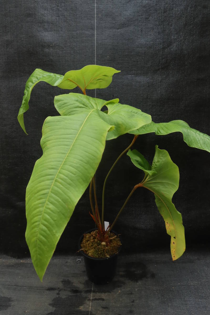 ◎_◎;)☆Anthurium ivanportillae☆ アンスリウム・イヴァン ◎_◎;)☆Anthurium ivanportillae☆ アンスリウム・イヴァン