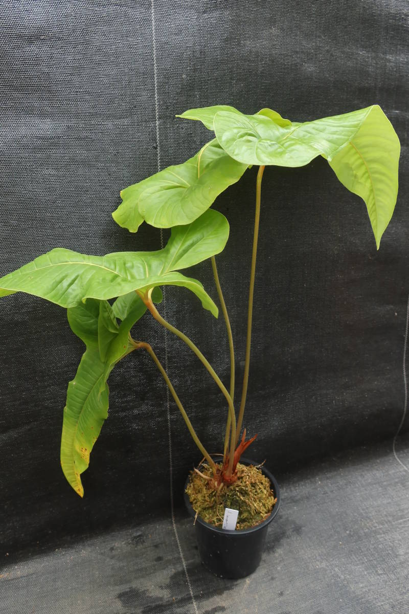 ◎_◎;)☆Anthurium ivanportillae☆ アンスリウム・イヴァン ◎_◎;)☆Anthurium ivanportillae☆ アンスリウム・イヴァン