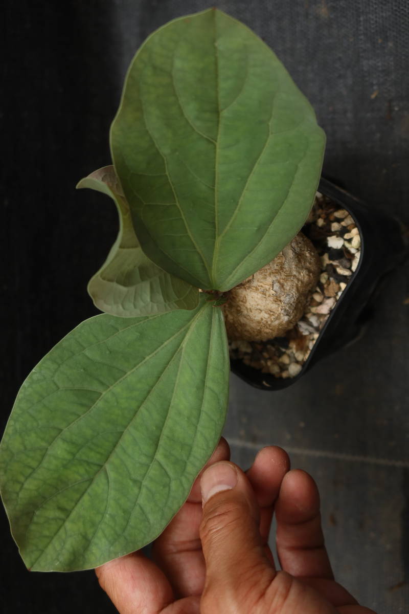 N■ Adenia ovata■アデニア・オバタ■■珍品■■■■■■_画像9