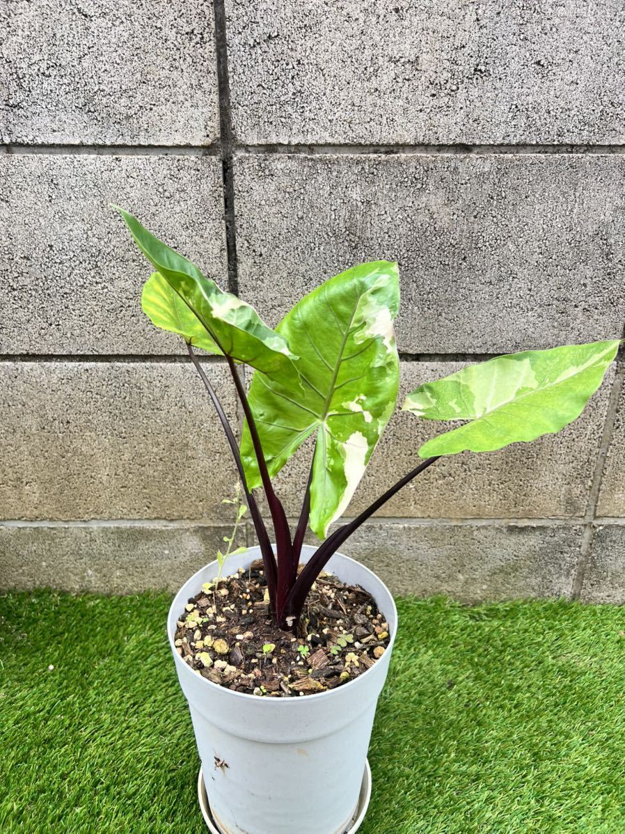 希少 alocasia macrorrhiza black stem variegated アロカシア