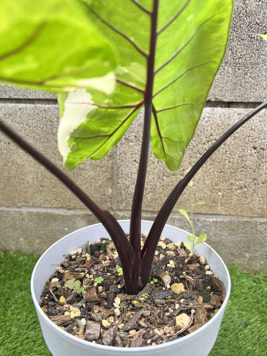 希少 alocasia macrorrhiza black stem variegated アロカシア