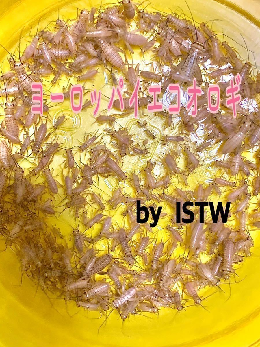 ヨーロッパイエコオロギ 8mm~10mm SS S サイズ 100匹+補償 爬虫類 両生類 エサ 餌 コオロギ イエコ フタホシ ISTW(エサ)|売買されたオークション情報、yahooの商品情報をアーカイブ公開 - オークファン(aucfan.com) ヨーロッパイエコオロギ 8mm~10mm SS S サイズ 100匹+補償 爬虫類 両生類 エサ 餌 コオロギ イエコ フタホシ ISTW(エサ)|売買されたオークション情報、yahooの商品情報をアーカイブ公開 - オークファン(aucfan.com)