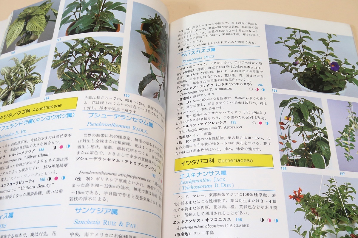 原色観葉植物写真集・Part2/日本インドアグリーン協会編/一般に観葉植物として市場や園芸業界で取り扱う植物を中心に出来るだけ多くを掲載_画像8