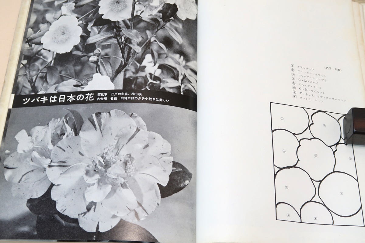 ツバキとサザンカ/中村恒雄/声を大にして江戸時代から伝わる400余種のツバキの美しい花の愛好をこの本を通して強調したいのです/図版豊富_画像5