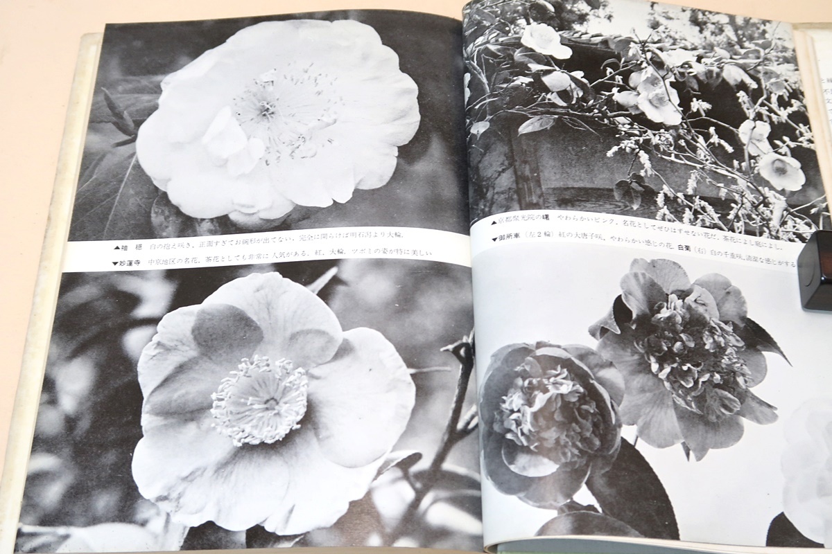 ツバキとサザンカ/中村恒雄/声を大にして江戸時代から伝わる400余種のツバキの美しい花の愛好をこの本を通して強調したいのです/図版豊富_画像6