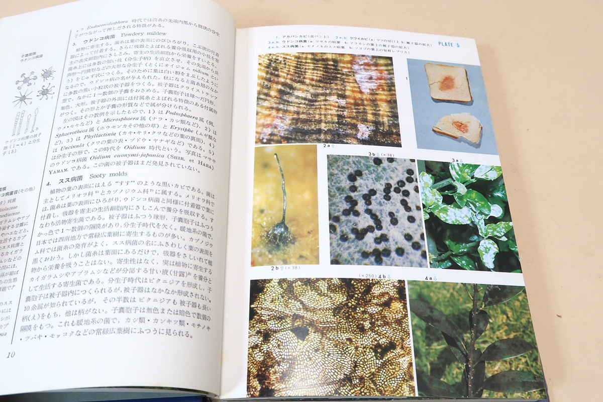 標準原色図鑑全集14・菌類・きのこ・カビ/目にふれやすいもの・形態生態の興味深いもの・食毒菌として有名なものをなるべく多く収録した_画像5