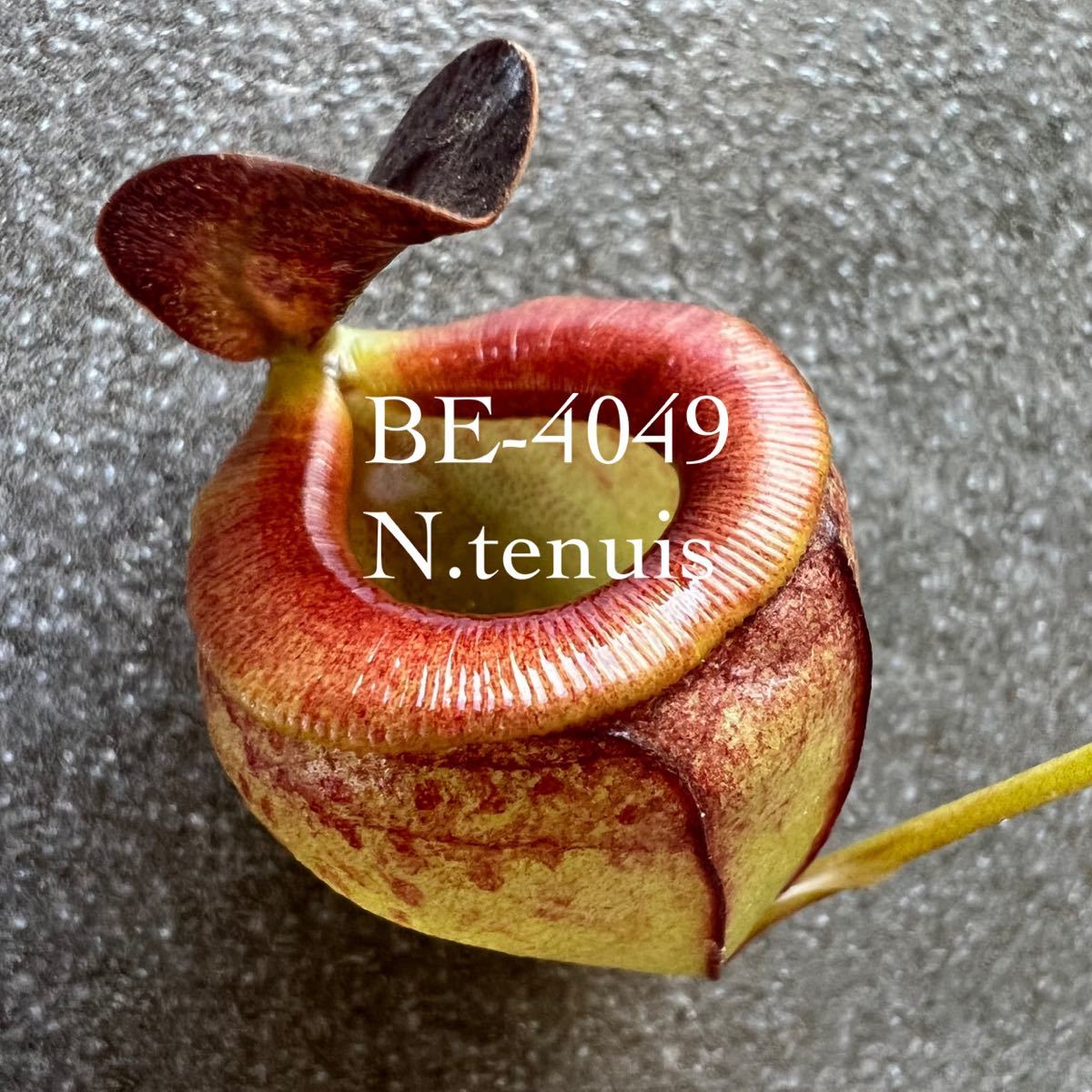 BE-4049 N.tenuis ウツボカズラ 食虫植物 5 flatservis.com