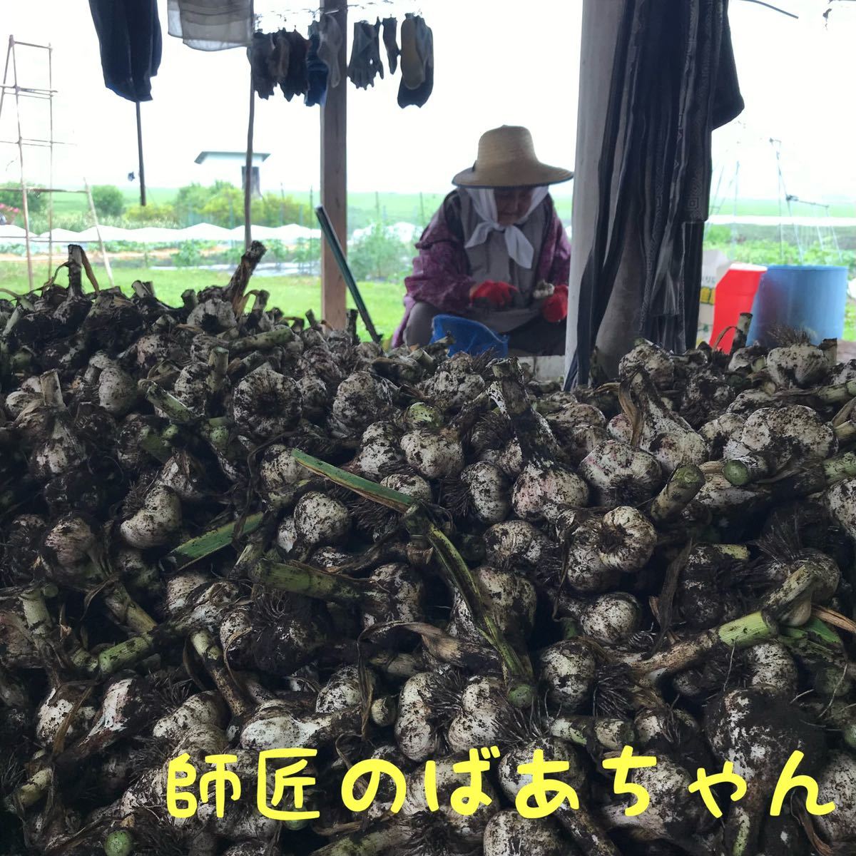 土付き 福地ホワイト発祥の地 福地村産 福地ホワイト 乾燥にんにく L