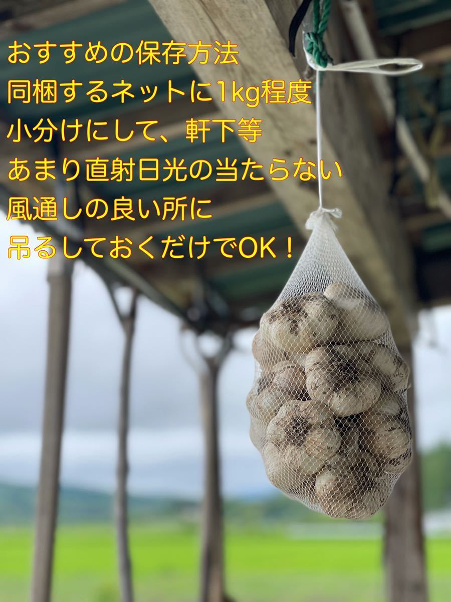 福地ホワイト発祥の地　福地村産　福地ホワイト　半乾燥にんにく　サイズ　2kg 青森県産　初物　農家直送　低農薬　夏坂ふぁーむ_画像7