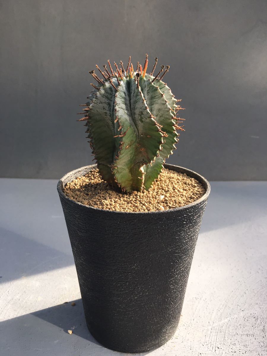 ユーフォルビア 白衣ホリダ Euphorbia horrida 白肌タイプの貴重な