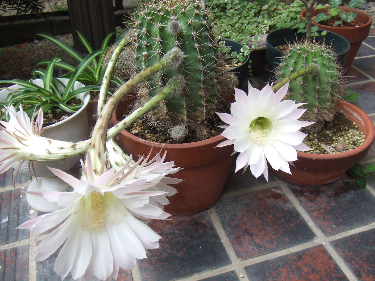 多肉植物 サボテン 丸サボテン 花サボテン（白い花薄いピンク色咲きます）1個 _サンプル画像　白い花ピンク色花が咲きます