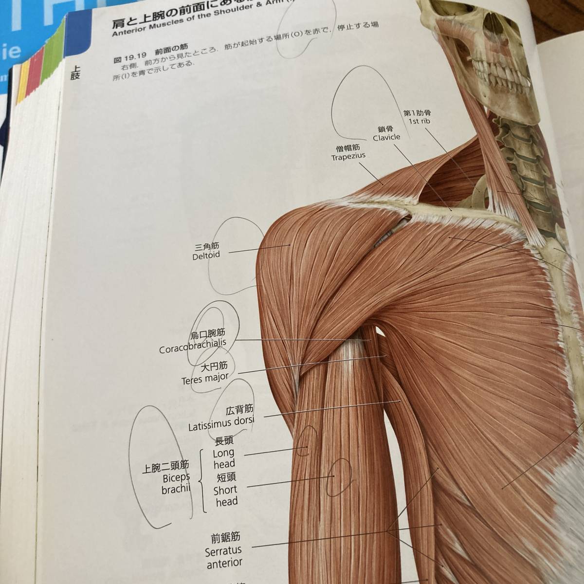 プロメテウス解剖学アトラス 頭頸部/神経解剖 第3版 / Anatomy プロメテウス解剖学アトラス 頭頸部/神経解剖 第3版 / Anatomy