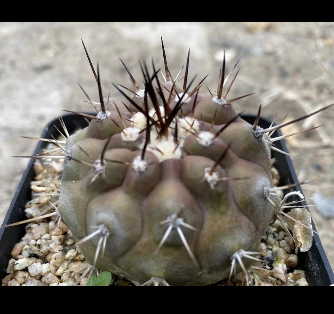 NO.215 サボテン サイズ5.0cm 黒王丸　実生　コピアポア　copiapoa cinerea_画像3