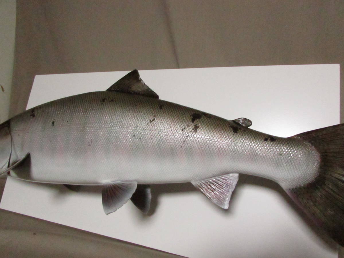○ハンドメイド 手作り 64cmサクラマス 桜鱒 壁掛け 魚模型 ○ハンドメイド 手作り 64cmサクラマス 桜鱒 壁掛け 魚模型