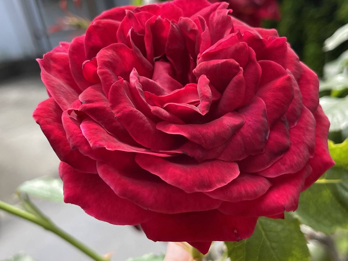 人気ブレゼント 薔薇 挿し穂 赤 3本 送料無料 挿し木 庭園 低木 バラ ガーデニング ばら 真っ赤 イギリス クラシック Www Takemetotheriver Ca 人気ブレゼント 薔薇 挿し穂 赤 3本 送料無料 挿し木 庭園 低木 バラ ガーデニング ばら 真っ赤 イギリス クラシック Www Takemetotheriver Ca