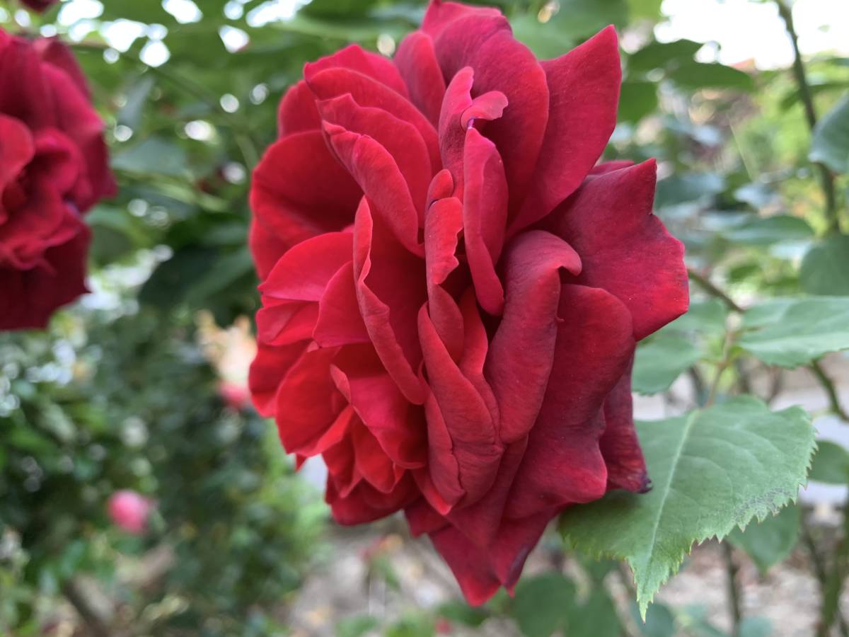 人気ブレゼント 薔薇 挿し穂 赤 3本 送料無料 挿し木 庭園 低木 バラ ガーデニング ばら 真っ赤 イギリス クラシック Www Takemetotheriver Ca 人気ブレゼント 薔薇 挿し穂 赤 3本 送料無料 挿し木 庭園 低木 バラ ガーデニング ばら 真っ赤 イギリス クラシック Www Takemetotheriver Ca