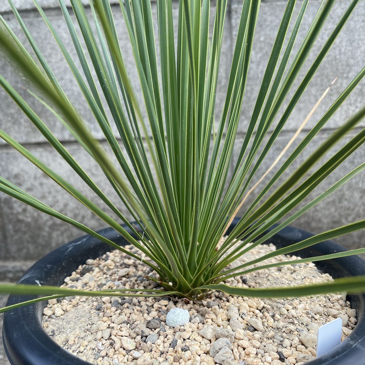 実生】ユッカ トンプソニアーナ Yucca thompsoniana 限定一鉢 実生】ユッカ トンプソニアーナ Yucca thompsoniana 限定一鉢