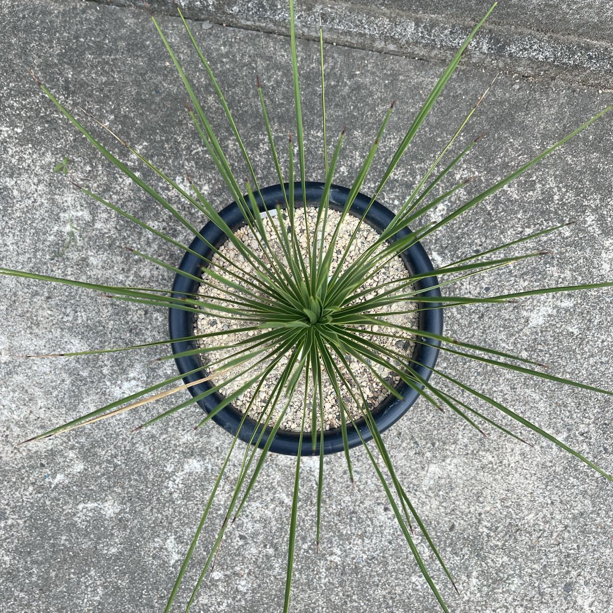 実生】ユッカ トンプソニアーナ Yucca thompsoniana 限定一鉢 実生】ユッカ トンプソニアーナ Yucca thompsoniana 限定一鉢