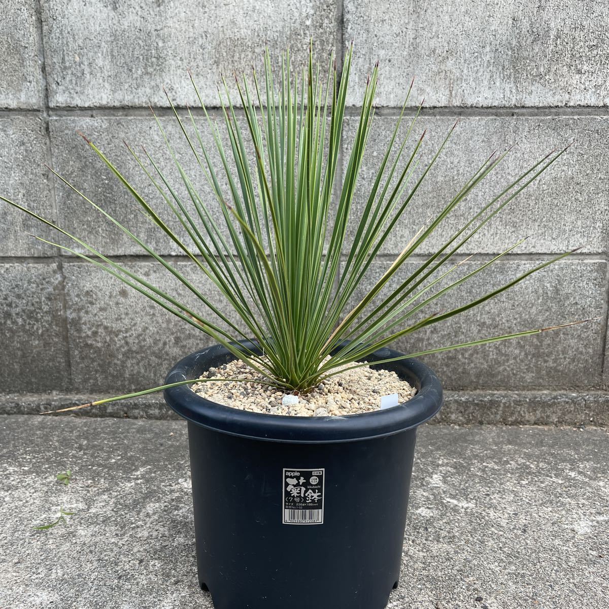 実生】ユッカ トンプソニアーナ Yucca thompsoniana 限定一鉢 実生】ユッカ トンプソニアーナ Yucca thompsoniana 限定一鉢
