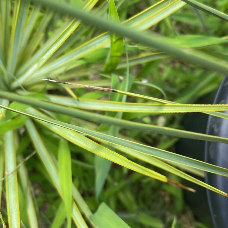 実生】ユッカ トンプソニアーナ Yucca thompsoniana 限定一鉢 実生】ユッカ トンプソニアーナ Yucca thompsoniana 限定一鉢