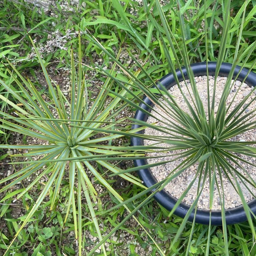 実生】ユッカ トンプソニアーナ Yucca thompsoniana 限定一鉢 実生】ユッカ トンプソニアーナ Yucca thompsoniana 限定一鉢