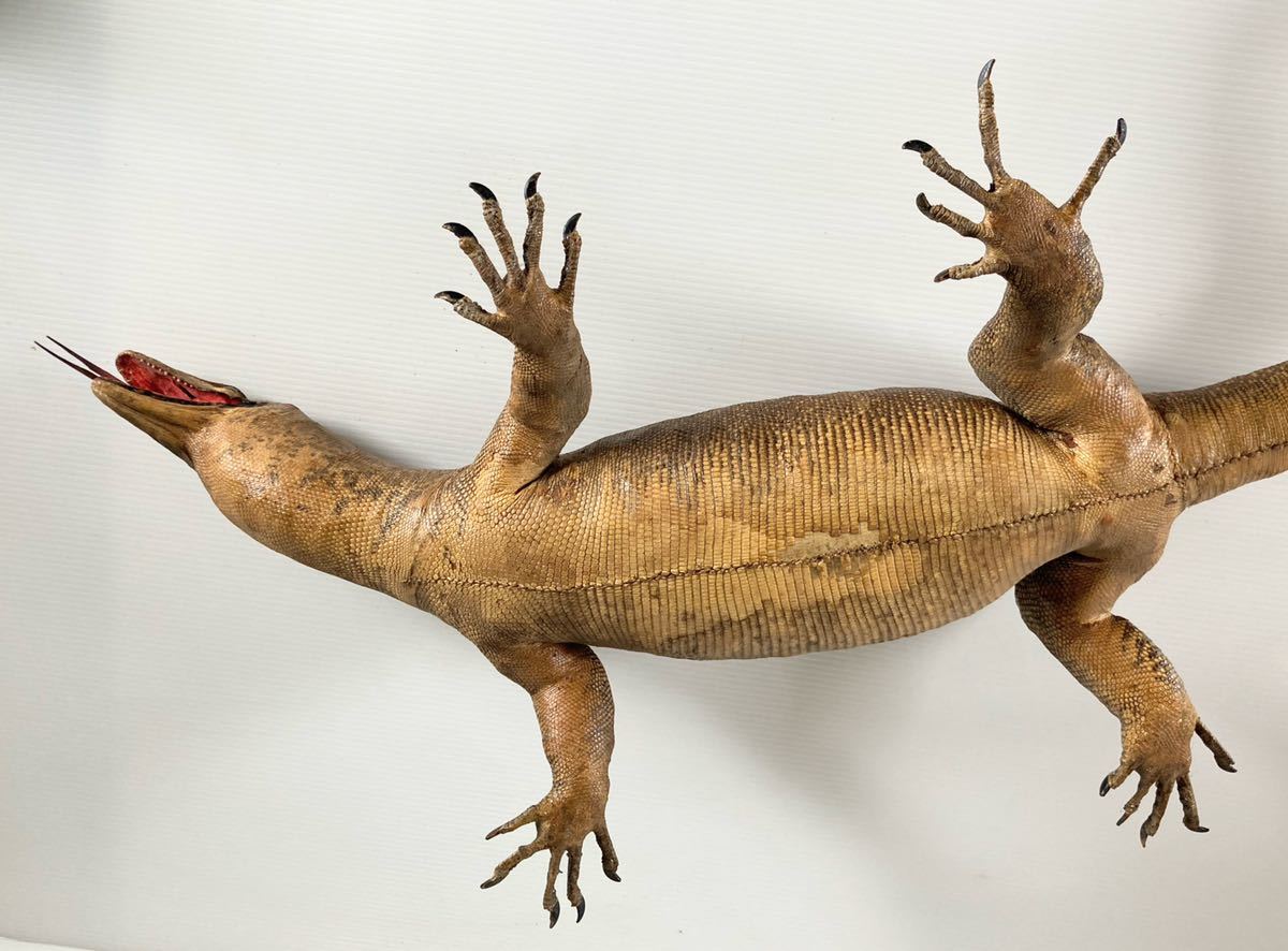 スカルドラゴン ヘッド 標本 剥製 ´99 ドクロ 骸骨 龍 竜 髑髏 置物の+
