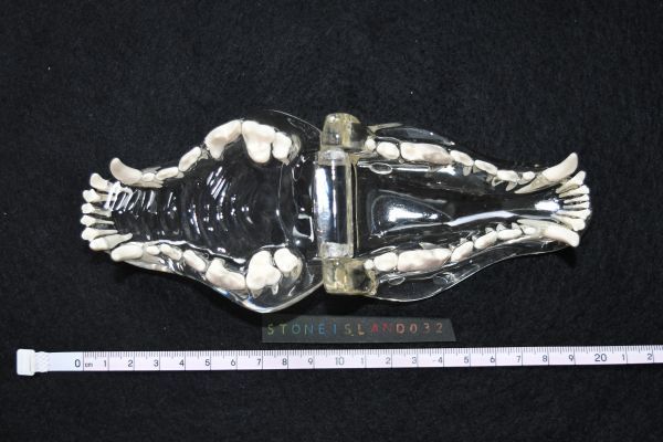 解剖模型 犬 いぬ 哺乳類 ドッグ 実験 研究 玩具 骨格モデル 解剖模型シリーズ 顎 犬歯 医学 獣医師 動物 骨 臓器 学習 教育　F198_画像8