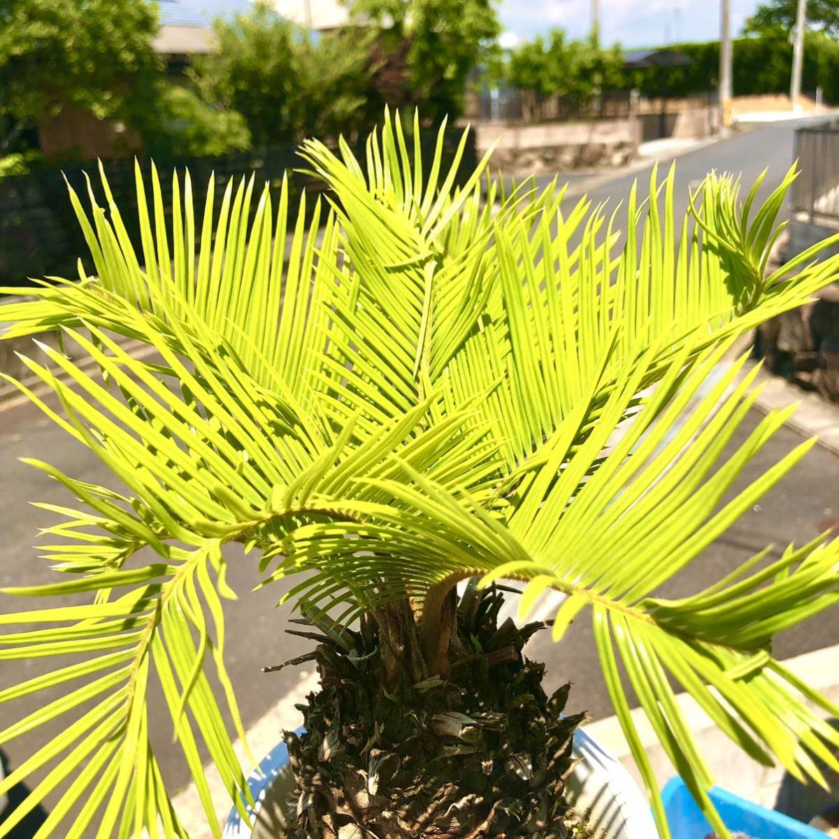 Yahoo!オークション - 観葉植物 黄金 ソテツ 黄色葉 サイカス Yahoo!オークション - 観葉植物 黄金 ソテツ 黄色葉 サイカス