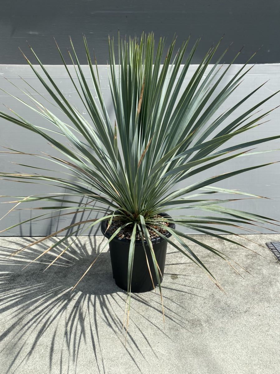 51 ユッカ ロストラータ 発根済 yucca rostrata-