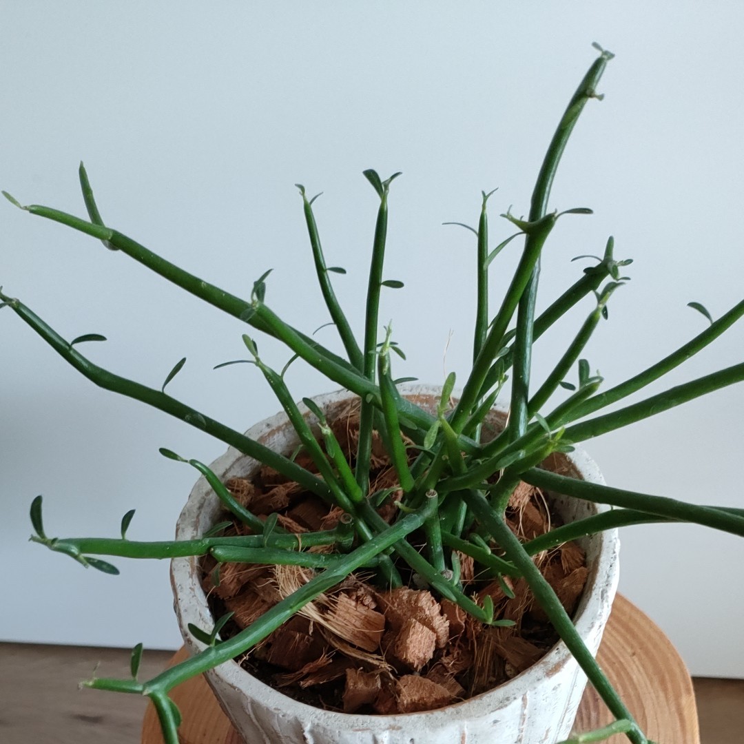 【観葉植物】  ミルクブッシュ  陶器鉢植え