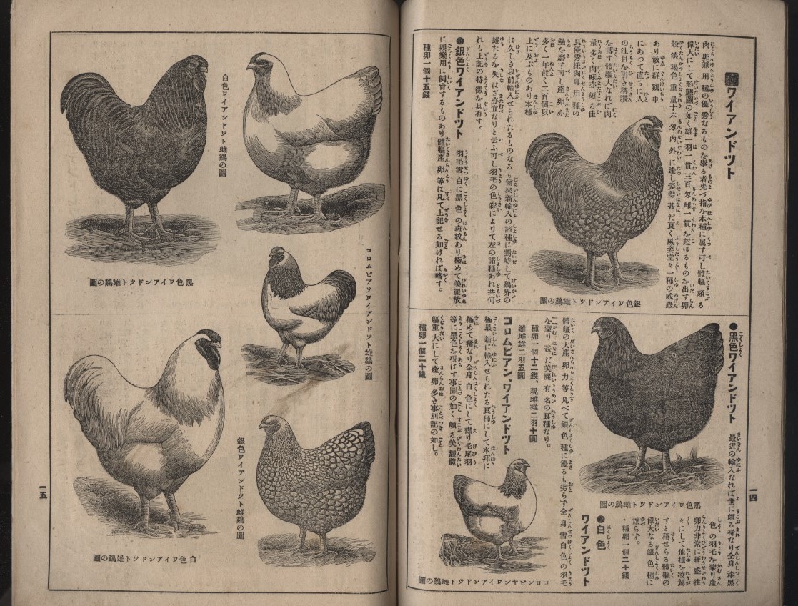  kind . guide Japan kind seedling ( stock ) issue Taisho 6 year inspection : kind selection . chicken . chicken industry agriculture house . industry breeding chicken .. egg vessel broila- egg for meat for leg horn Coach n