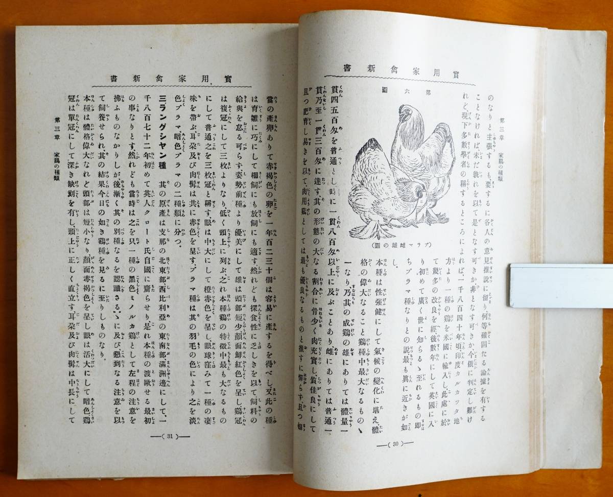 実用家禽新書　藤本義衛著　日本種苗(株)発行 大正5年 検:種類 ニワトリ 養鶏業 繁殖 鶏舎 飼養管理法 病気 ブロイラー 卵用肉用 愛玩用種_画像7