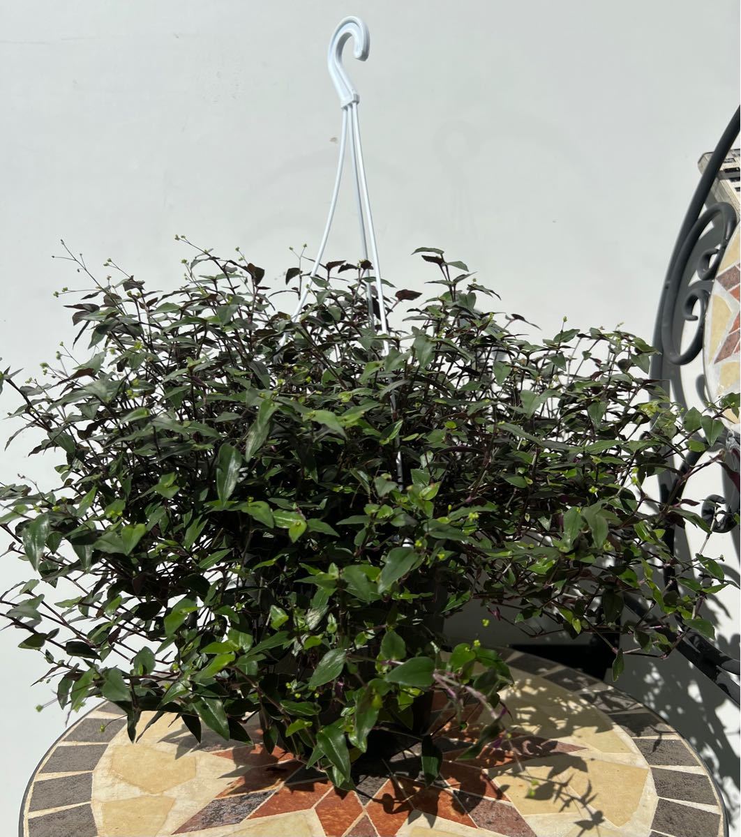 ブライダルベール鉢植え ハンギングプランター 吊り鉢 観葉植物