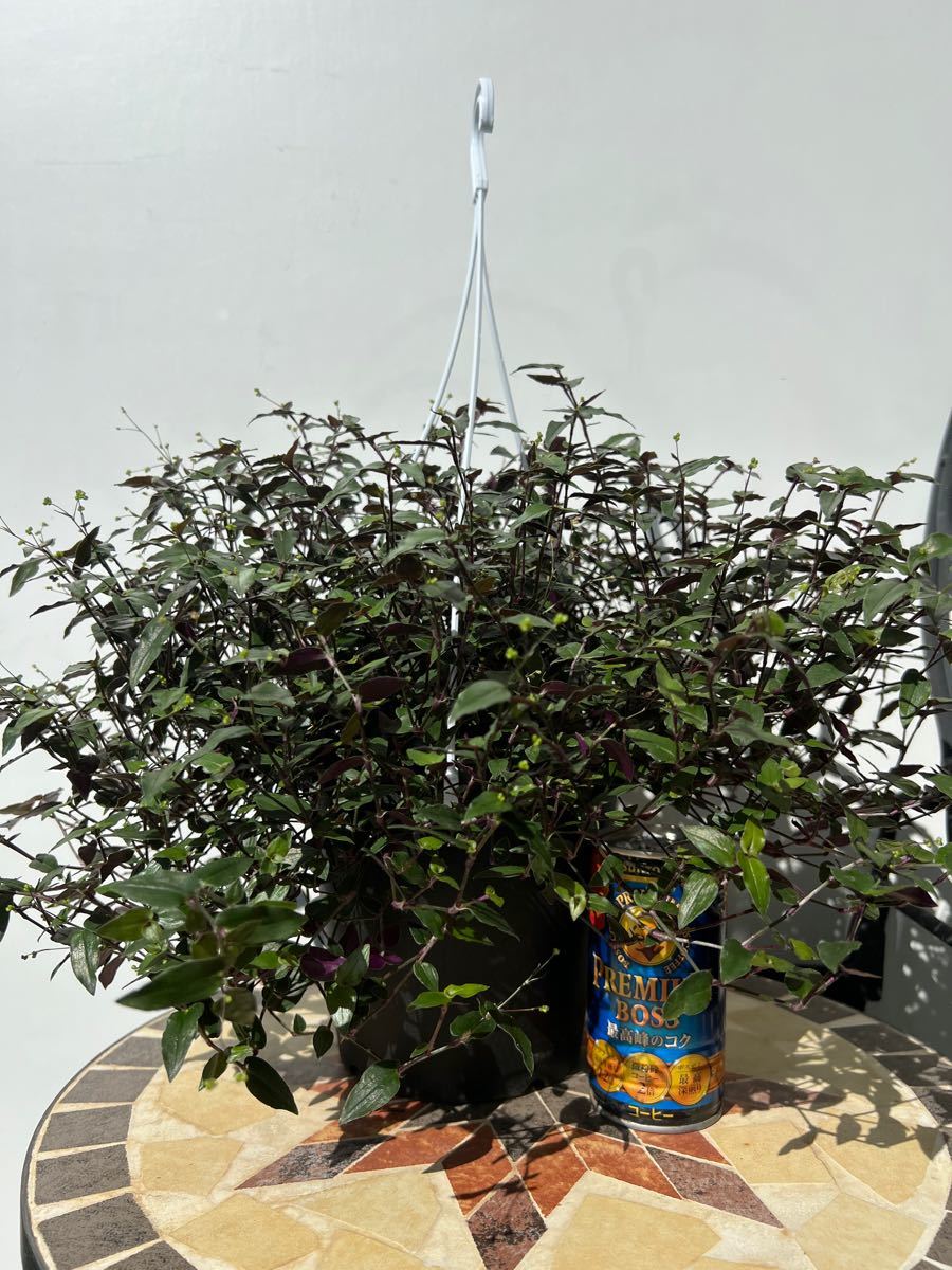 ブライダルベール鉢植え ハンギングプランター 吊り鉢 観葉植物
